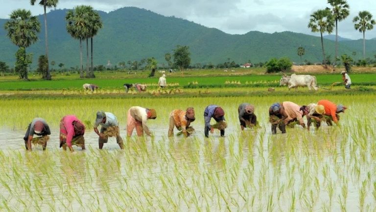Cambodia lifts ban on rice exports