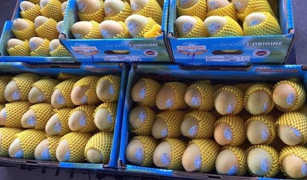 Cambodia, China sign protocol on phytosanitary requirements for fresh mango exports