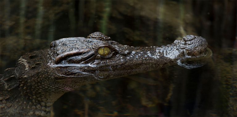 Genetic testing enables safe release of Siamese crocodiles in Cambodia