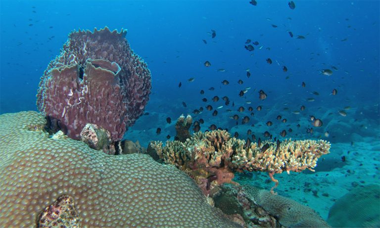Coral comeback? Signs of recovery for Cambodia’s first marine protected area