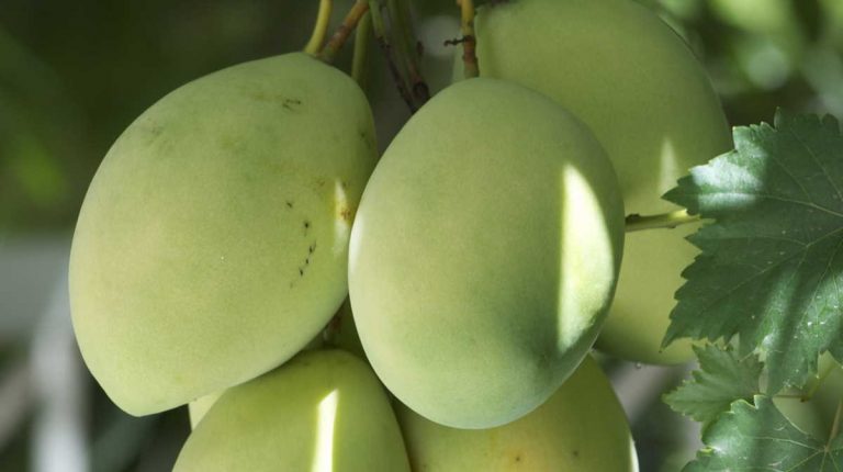 Cambodia signs mango export agreement with China