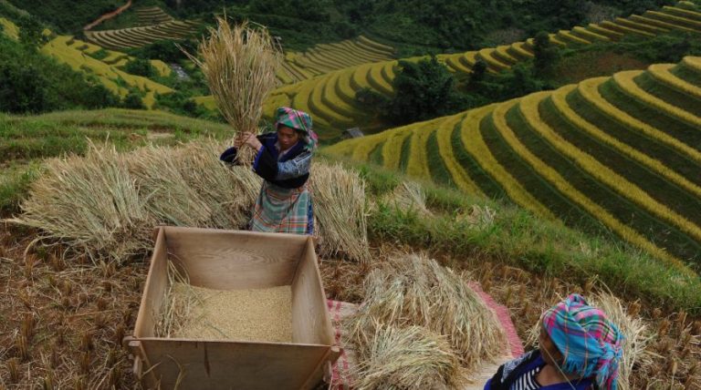 Can agritech turn the tide for farmers in Southeast Asia?