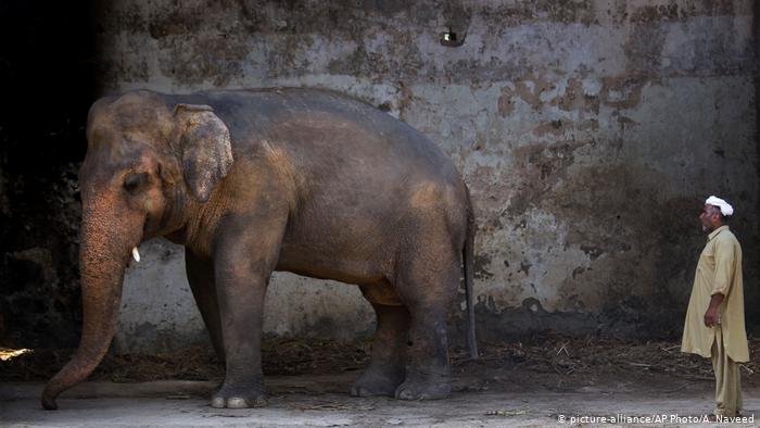 Elephant Kaavan to find new home in Cambodia after Islamabad mistreatment