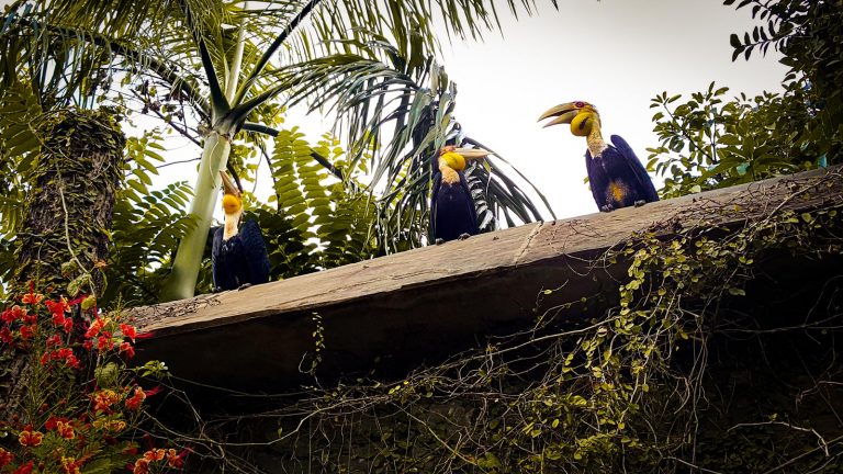 Why are there roving gibbons and hornbills in Phnom Penh?