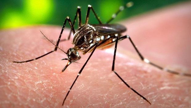 Cambodia reports Chikungunya virus outbreak after dozens fall ill