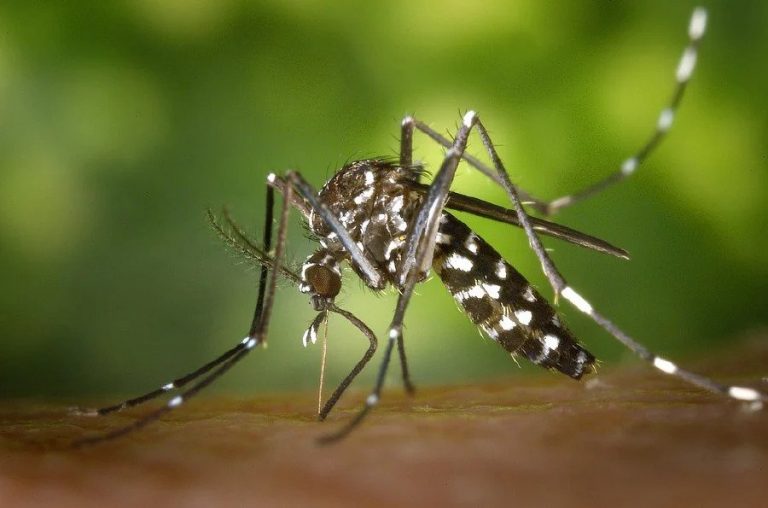 Chikungunya outbreak in Cambodia sickens 160