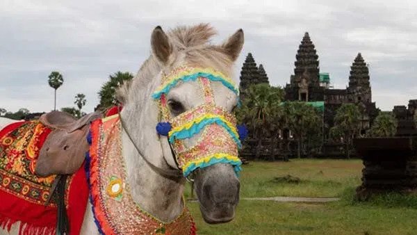 Charity works to keep African horse sickness out of Cambodia