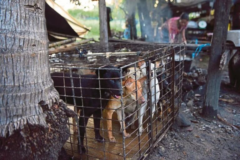 Cambodian province bans dog meat trade