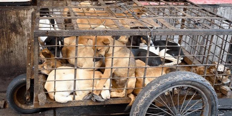 Cambodian province just banned dog meat trade