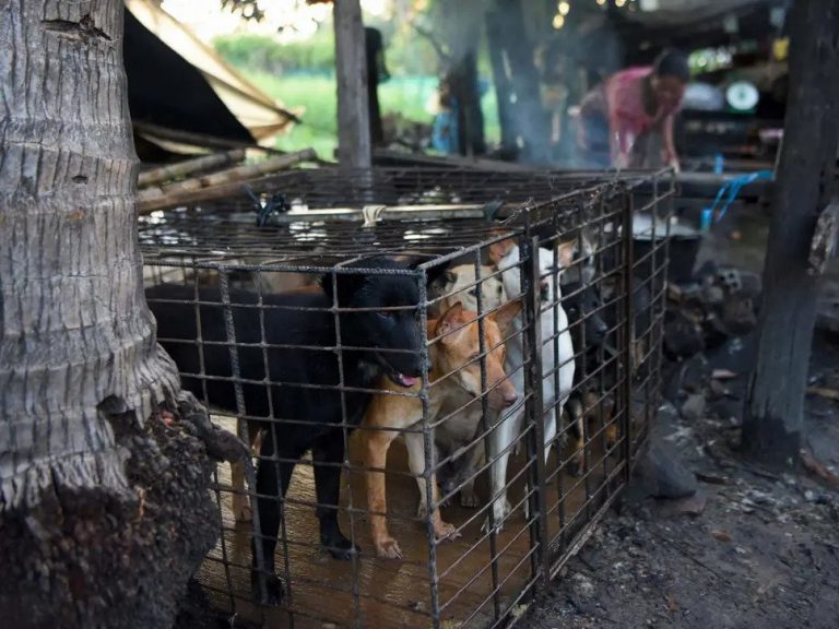 Cambodia bans dog meat trade in ‘lynchpin’ town