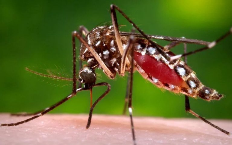 Health Ministry Reports Chikungunya Fever Outbreak in Poipet