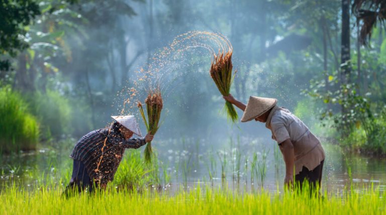 BlocRice – Cambodia eyes blockchain in future of agriculture