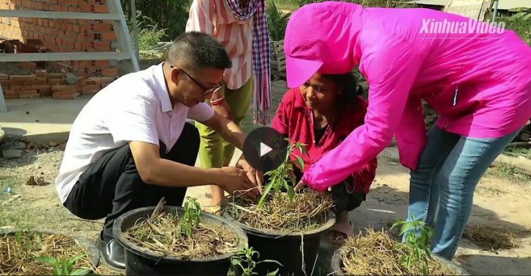 China helps Cambodia reduce poverty by developing courtyard economy (video)