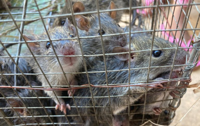 In Takeo, Migrant Families Turn to Rat Trade Amid Covid-19 Pandemic