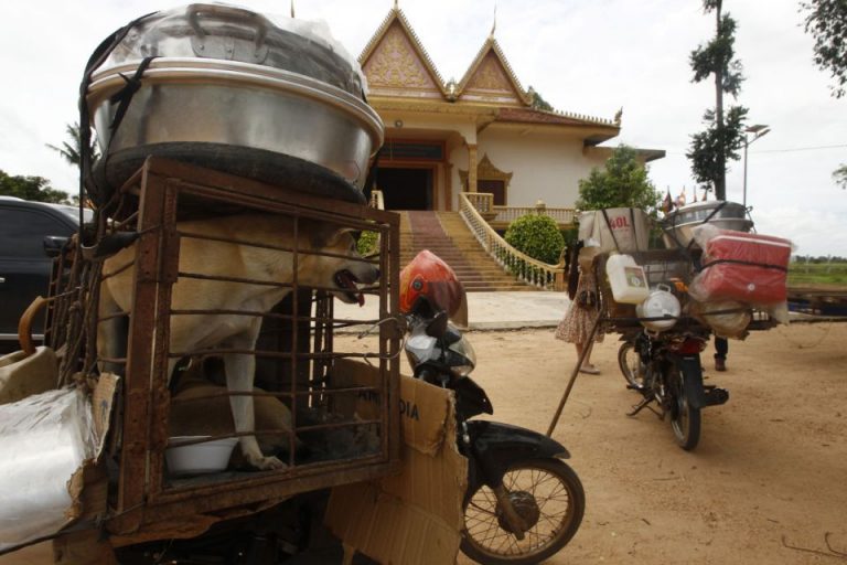 Cambodian butcher quits dog meat trade, shuts slaughterhouse