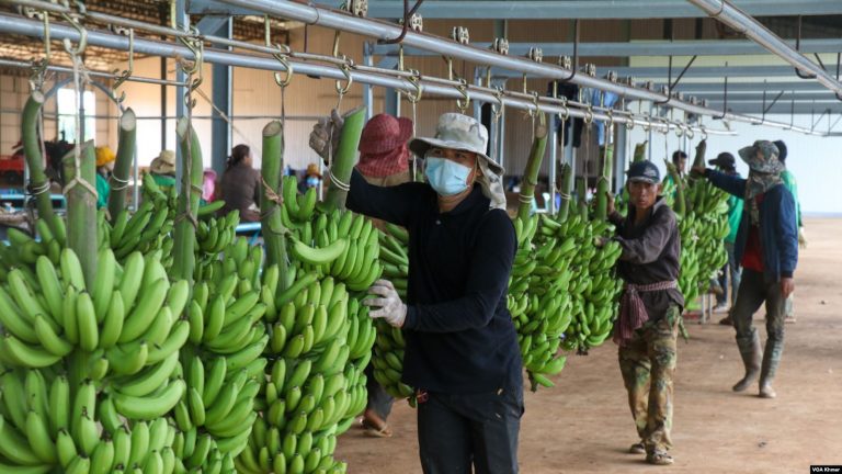 Rubber Concessions Drop ‘Zero Profit’ Commodity for China-bound Bananas