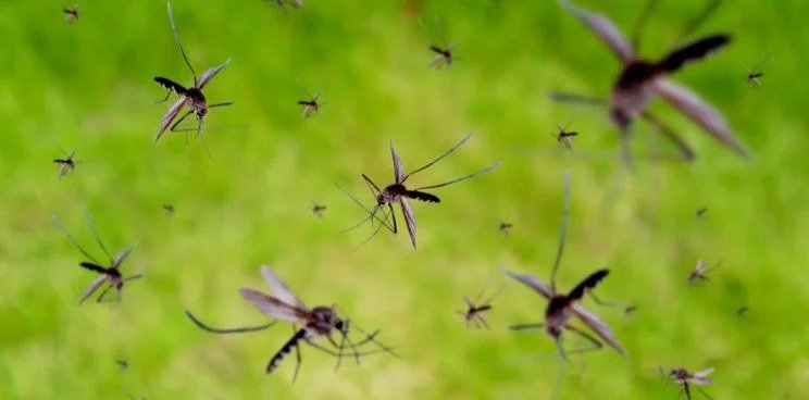 Cambodia suffers acute Chikungunya outbreak