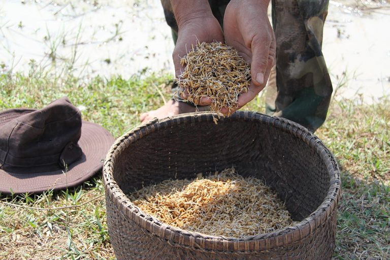 Cambodia sees 31 pct rise in milled rice export in 8 months