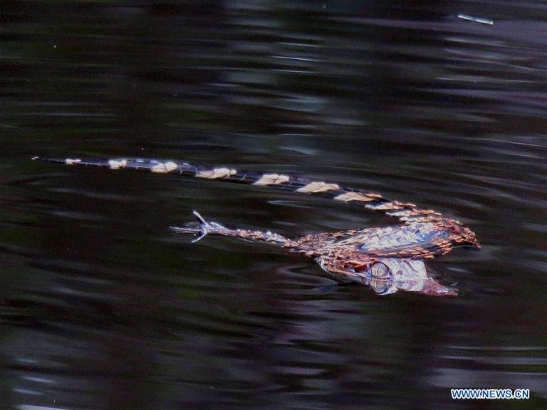 Conservationist group spots 15 babies of nearly-extinct Siamese crocodiles in SW Cambodia lake
