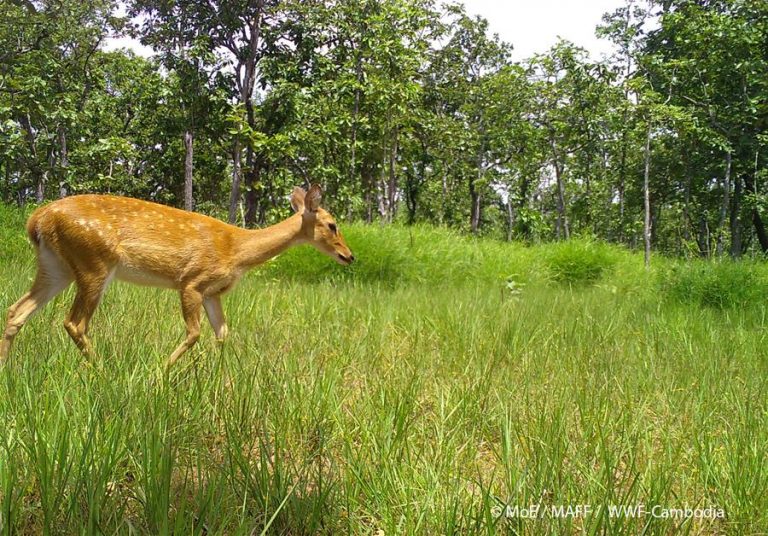Endangered Eld’s deers spotted in NE Cambodia’s wildlife sanctuary for 1st time in 5 years