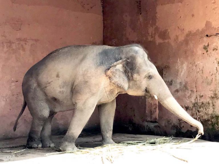 Cambodian vets to check Kaavan