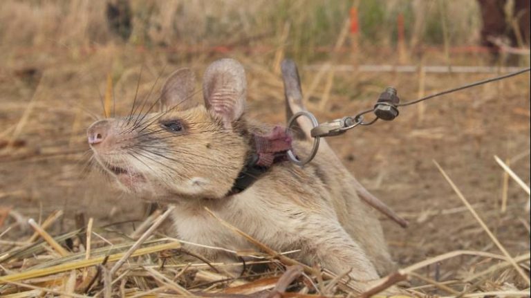 ‘Hero rat’ wins gold medal from UK charity for hunting landmines