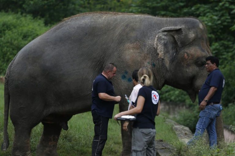 Lonely Pakistani elephant examined ahead of relocation to Cambodia