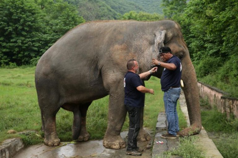 Only Asian elephant in Pakistan prepared for new home