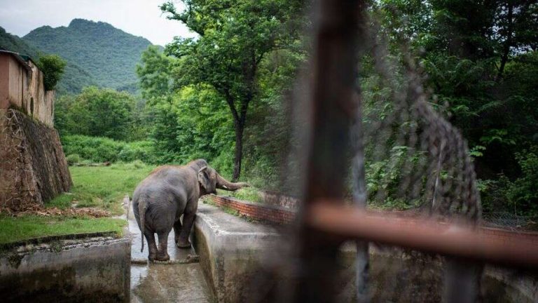 ‘World’s loneliest elephant’ living in abysmal conditions gets new chance at better life