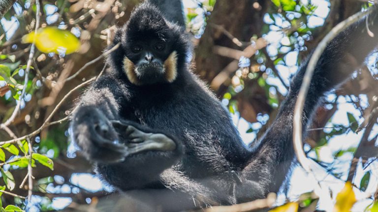 No ape jape: gibbons need protection from COVID-19 too