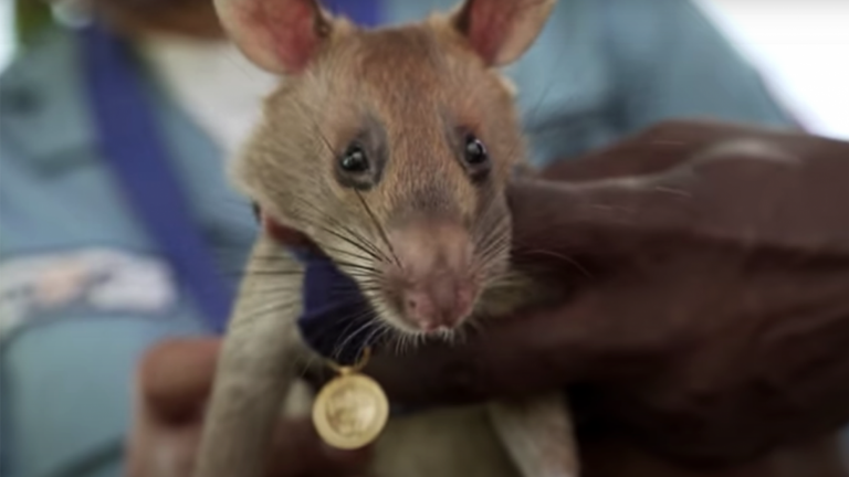 Giant rat earns animal hero award for sniffing out landmines in Cambodia