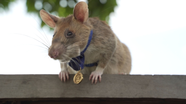 ‘Hero’ rat receives animals’ George Cross for detecting landmines in Cambodia