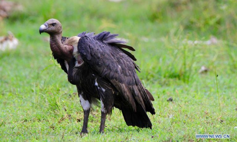 Cambodia’s rare vultures remain on the edge of extinction: conservationist group