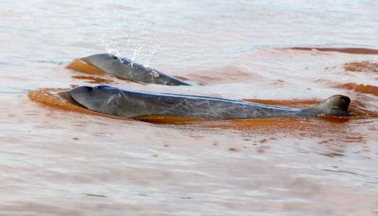 Cambodia to seek UNESCO recognition for dolphin areas