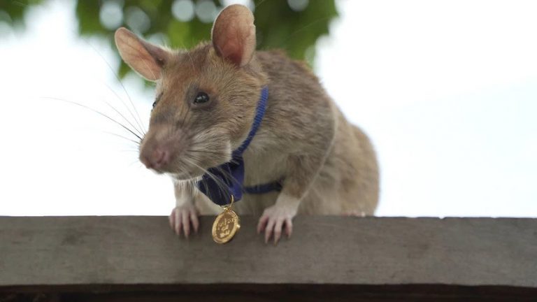 Magawa the landmine detection rat wins top UK animal bravery award