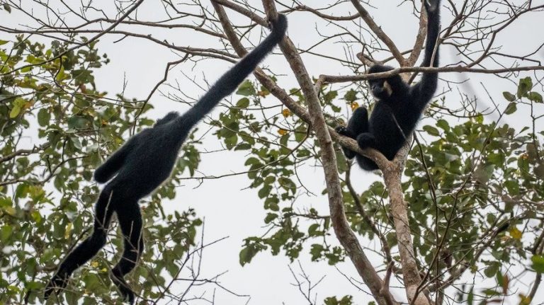 Cambodia’s Beautiful Gibbons Could Be Vulnerable to COVID-19, Study Warns
