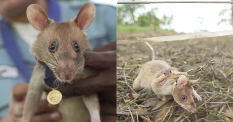 Rat sniffed out 39 land mines in Cambodia, awarded gold medal for bravery