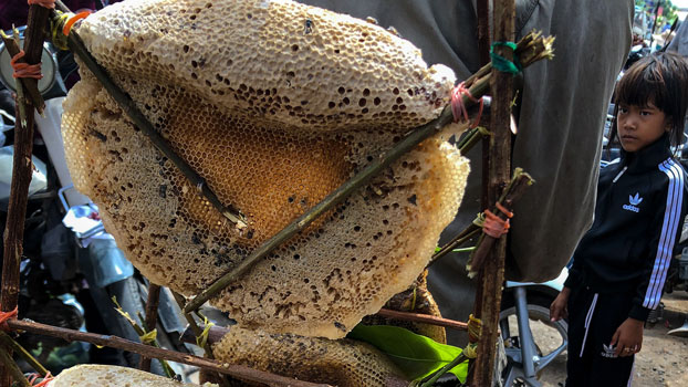 Deforestation Brings Hardship For Cambodia’s Wild Honeybee Hunters