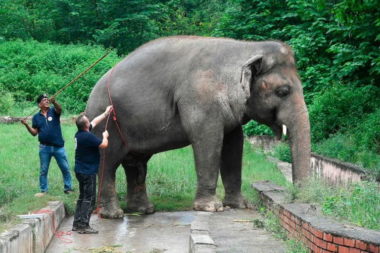 The ‘world’s loneliest elephant’ is finally cleared to find a new home