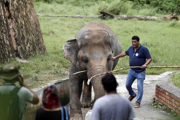 Kaavan listens to Frank Sinatra as he prepares for Cambodia journey