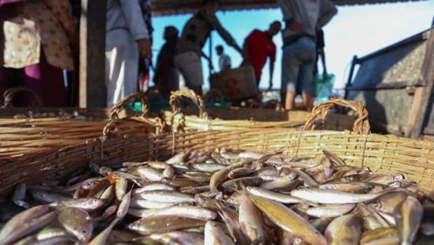 Cambodia’s fisheries export slump by over 84 pct