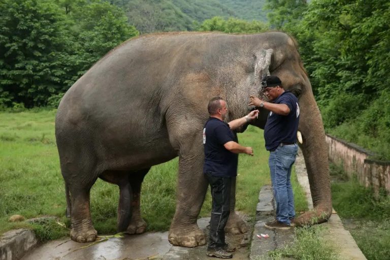 ‘World’s loneliest elephant’ set to leave Pakistan enclosure for Cambodia sanctuary