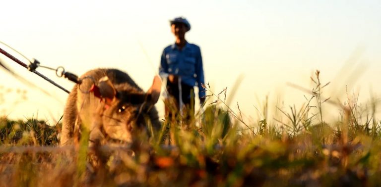 Rats help clear minefields in Cambodia – and suspicion of the military (video)