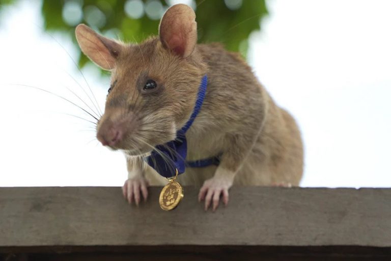 This landmine-clearing rat has won an award for his bravery and work in Cambodia