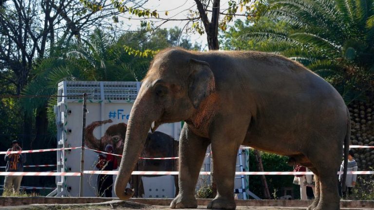 ‘World’s loneliest elephant’ Kaavan airlifted to Cambodia following Cher campaign