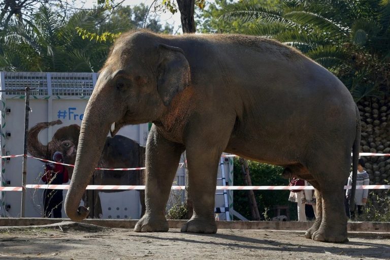 Kaavan the ‘world’s loneliest elephant’ bound for happier new home in Cambodia