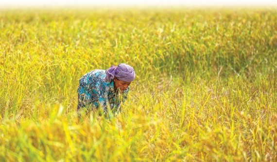 Cambodia’s rice exports up 17 percent in 10 months
