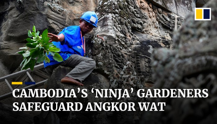 Cambodia’s ‘ninja’ gardeners climb barefoot up Angkor Wat temples to tame jungle growth (video)
