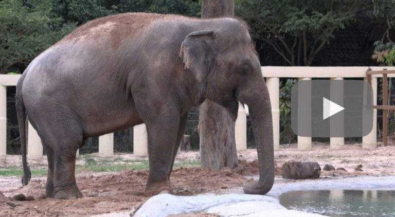 World’s loneliest elephant starts new life in Cambodia (video)