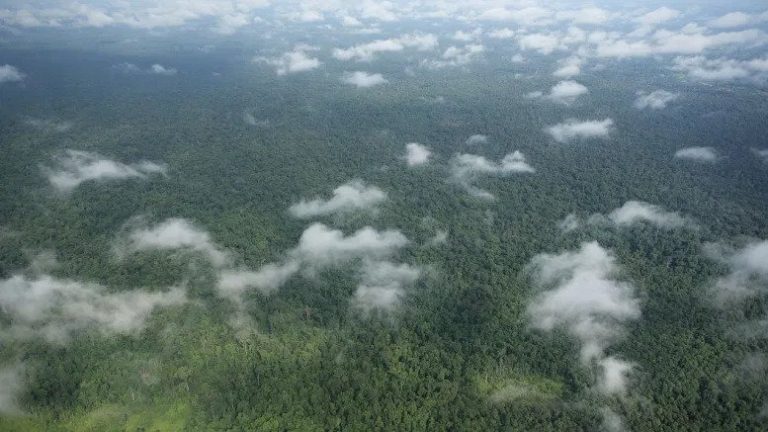 Angkor sells out: Cambodia turns a blind eye to vanishing forests
